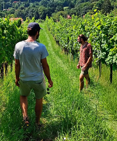 VIGNERON IN FOCUS.